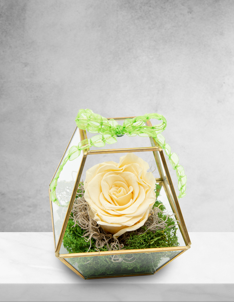 trandafir criogenat crem